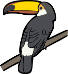 Toco Toucan freehand drawings