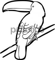 Toco ToucanFreehand Image