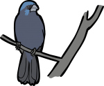 Ultramarine Grosbeak