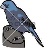 Ultramarine Grosbeak