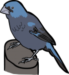 Ultramarine Grosbeak freehand drawings