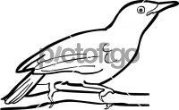 Unicolored AntwrenFreehand Image