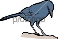 Unicolored Jay