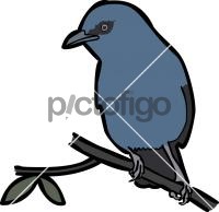 Unicolored Jay