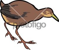 Uniform Crake