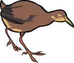 Uniform Crake