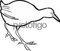 Uniform Crake