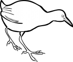 Uniform Crake