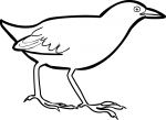 Uniform Crake