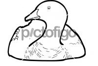 Upland GooseFreehand Image