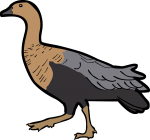 Upland Goose