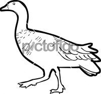 Upland GooseFreehand Image