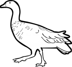 Upland Goose freehand drawings