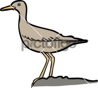 Upland Sandpiper