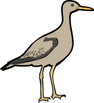 Upland Sandpiper