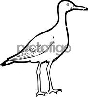 Upland SandpiperFreehand Image