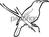 Van Hasselts SunbirdFreehand Image