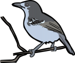 VVariable Antshrike freehand drawings