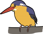 Variable Dwarf Kingfisher