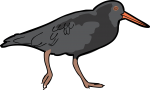 Variable Oystercatcher