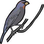 Varied Bunting freehand drawings