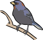 Varied Bunting freehand drawings