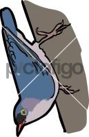Velvet  fronted NuthatchFreehand Image