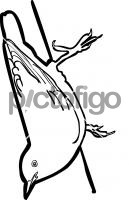 Velvet  fronted NuthatchFreehand Image