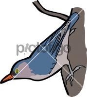 Velvet  fronted NuthatchFreehand Image