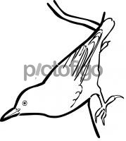 Velvet fronted NuthatchFreehand Image