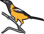 Venezuelan Troupial