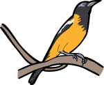 Venezuelan Troupial freehand drawings