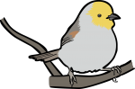 Verdin