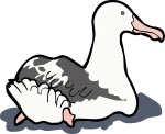 Wandering Albatross freehand drawings