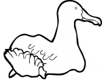 Wandering Albatross freehand drawings