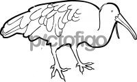 Wattled IbisFreehand Image