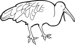 Wattled Ibis freehand drawings