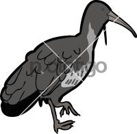 Wattled Ibis