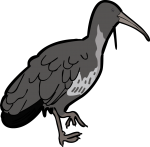 Wattled Ibis