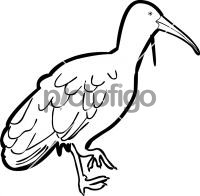 Wattled IbisFreehand Image