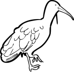 Wattled Ibis freehand drawings