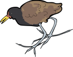 Wattled Jacana freehand drawings