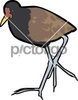 Wattled JacanaFreehand Image