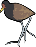 Wattled Jacana freehand drawings