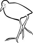 Wattled Jacana freehand drawings