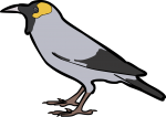 Wattled Starling freehand drawings