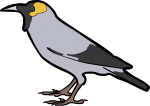 Wattled Starling