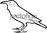 Wattled StarlingFreehand Image