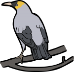 Wattled Starling