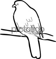 Wedge Tailed Green PigeonFreehand Image